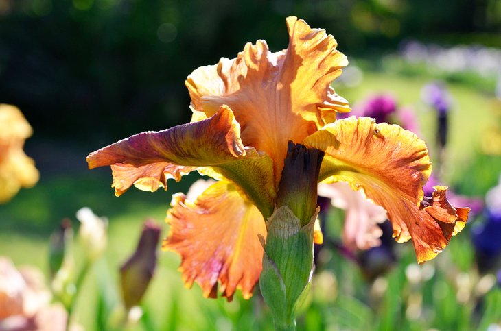 Presby Memorial Iris Gardens in Montclair, NJ