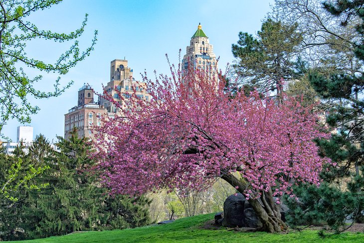 Cherry trees blooming in Central Park