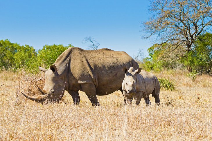 White rhinos in Hluhluwe-iMfolozi Park