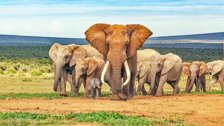 Addo Elephant National Park