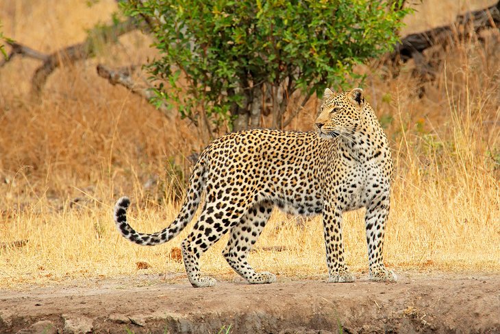 Leopard in Sabi Sands