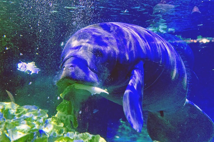 Manatee at the Dallas World Aquarium