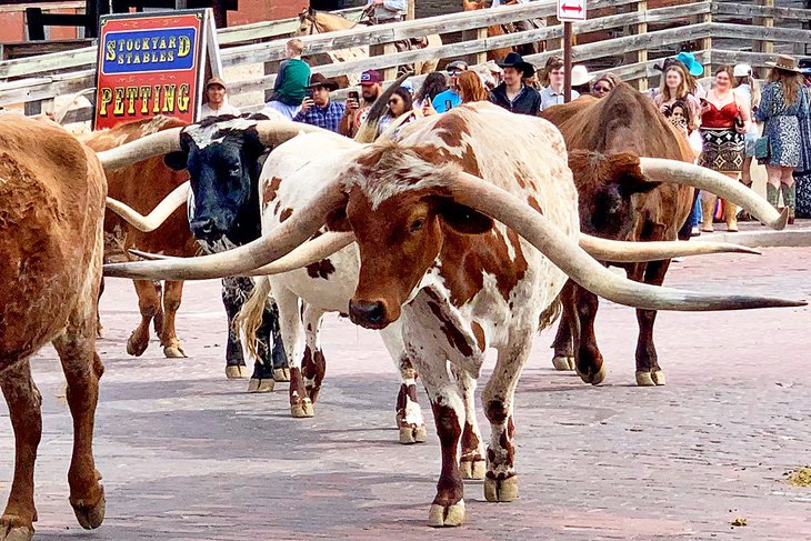 Cattle drive at the stockyards
