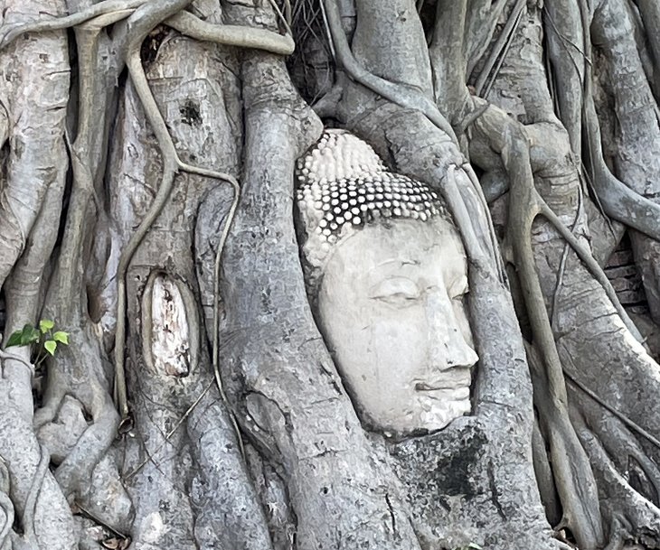 Buddha head in tree roots at Wat Mahathat