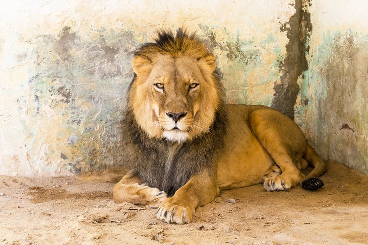 Lion at the Zoo du Paradis