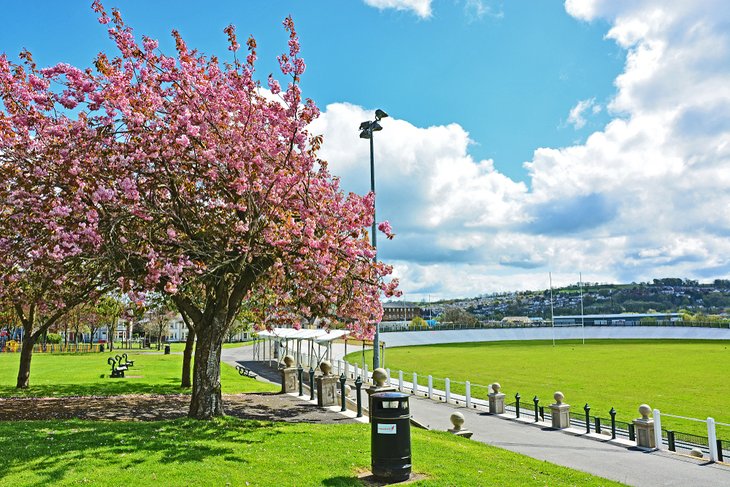 Colorful blooms in a park in Carmarthen