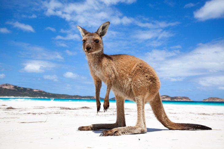 Kangaroo on the beach