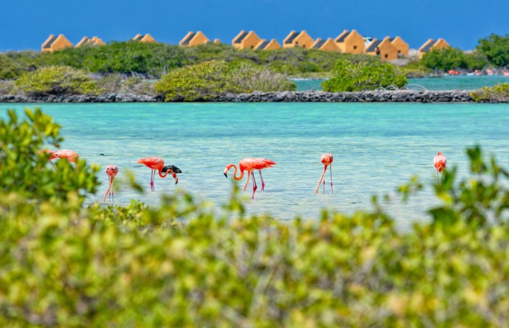 Flamingos on the island of Bonaire