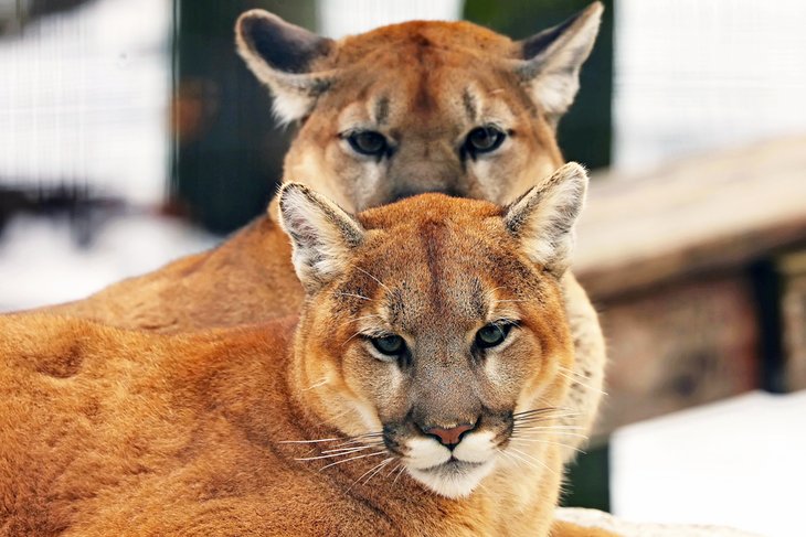 Mountain lions in captivity