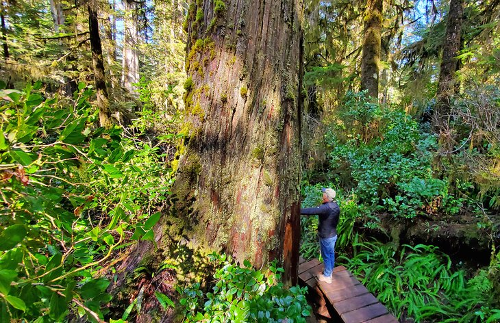 Boardwalk through the lush rainforest in Pacific Rim National Park