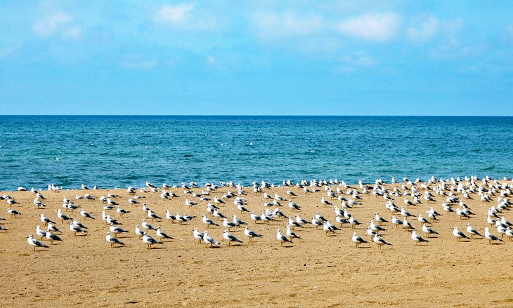 Seagulls on Southampton Beach