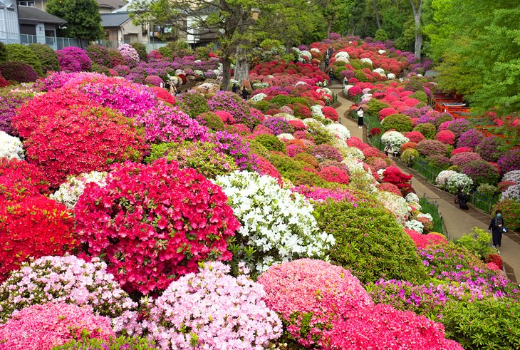Azalea garden at Nezu Shrine in Tokyo