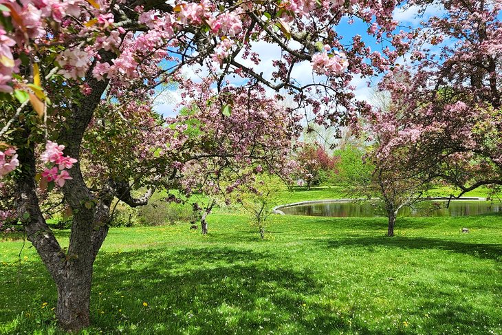 Littlefield Garden at the University of Maine, Orono