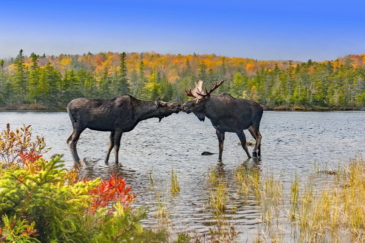 Moose in Baxter State Park, Maine