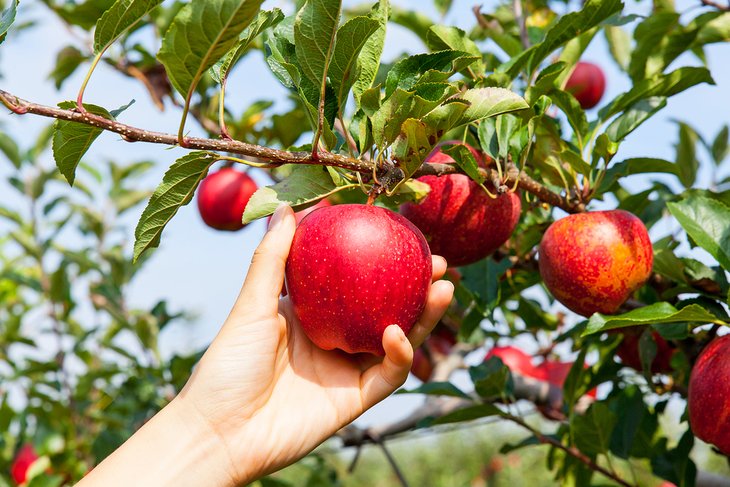 Picking fresh apples