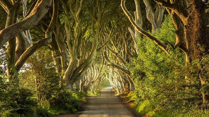 The Dark Hedges