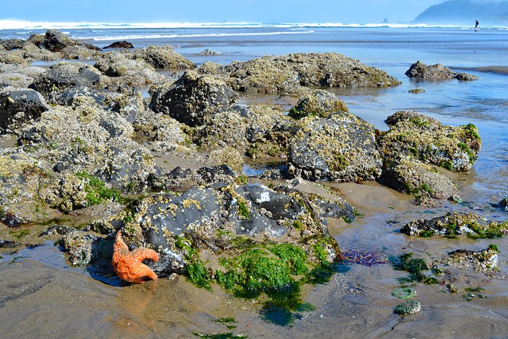 Starfish in a tide pool at Cannon Beach