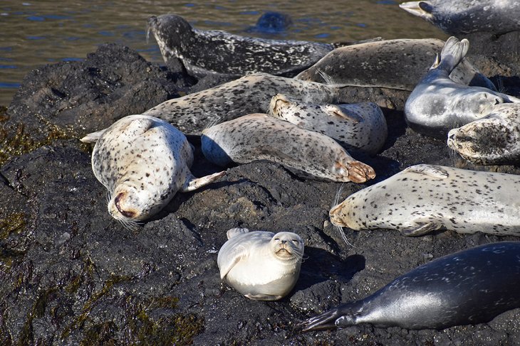 Harbor seals resting at Quarry Cove, Yaquina Head