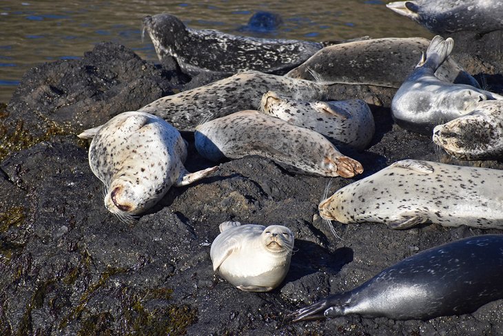 11 mejores playas cerca de Newport, Oregón