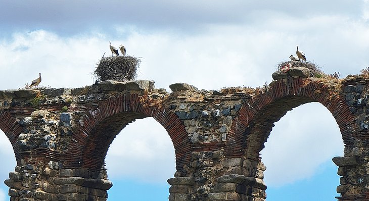 Storks nesting on the Acueducto de los Milagros