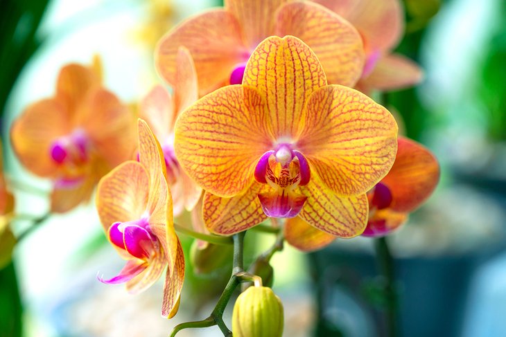 Colorful orchids