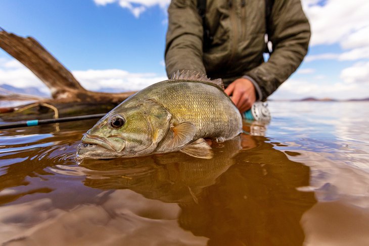 Smallmouth bass caught while fly fishing