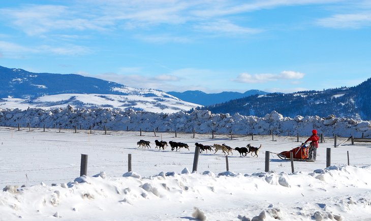 Dogsledding in Jackson Hole