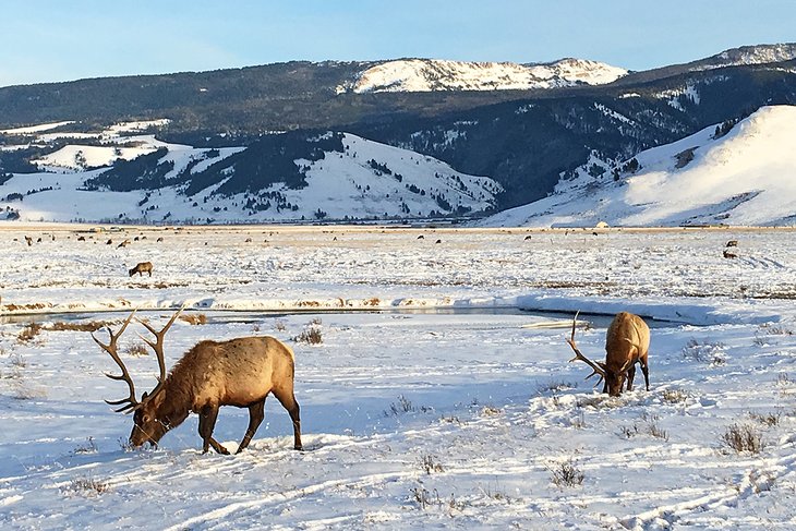 National Elk Refuge