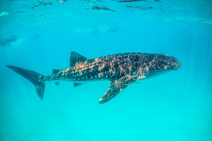 Snorkeler with a whale shark at Ningaloo Reef, Western Australia