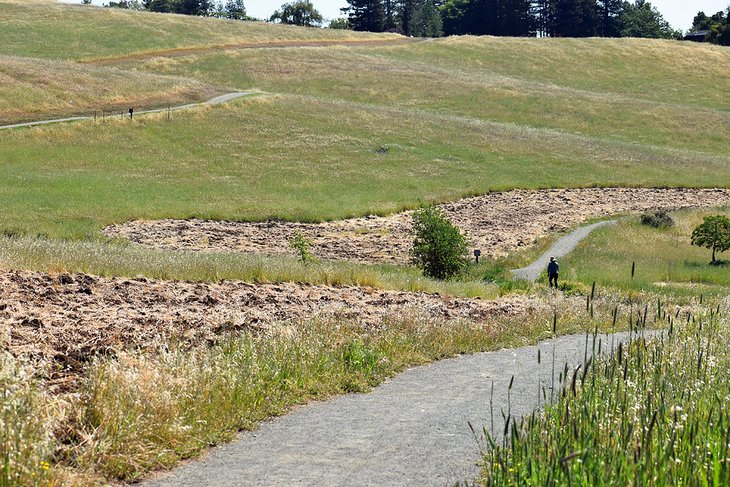 Pearson-Arastradero Preserve