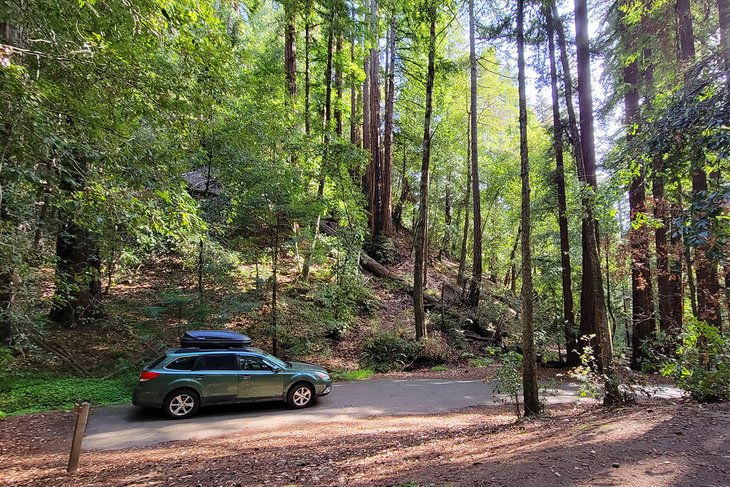 Portola Redwoods State Park