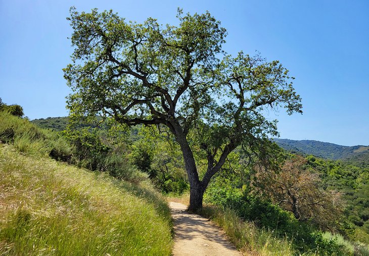 Rancho San Antonio County Park and Preserve