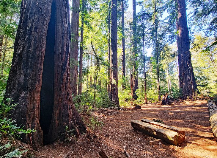 Henry Cowell Redwoods State Park