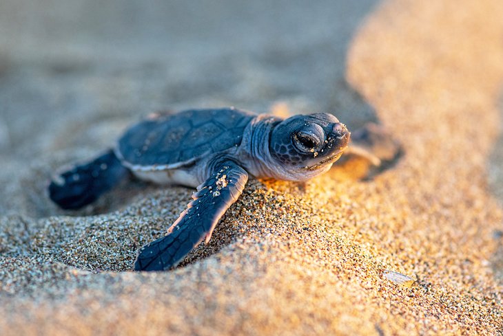Baby sea turtle in northern Cyprus