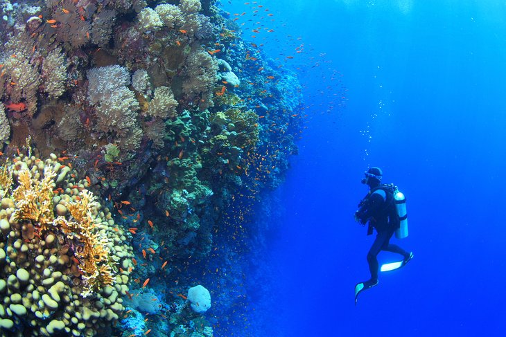 Scuba diver in the Red Sea