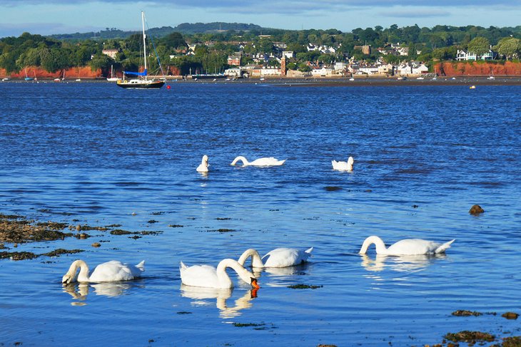 Swans in the Exe Extuary