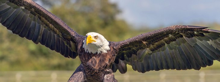 Bald eagle at the Hawkridge Bird of Prey Centre