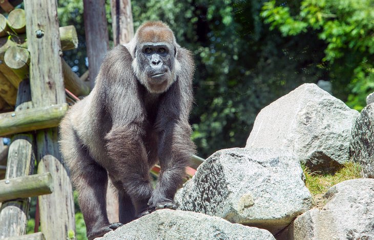 Western lowland gorilla at Howletts Wild Animal Park