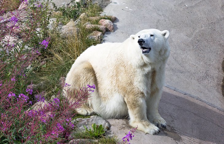 Polar bear at Ranua Wildlife Park