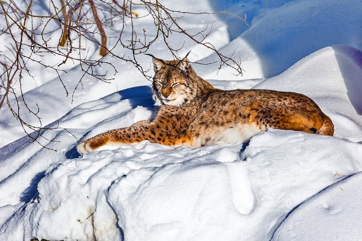 Lynx in the Ranua Wildlife Park