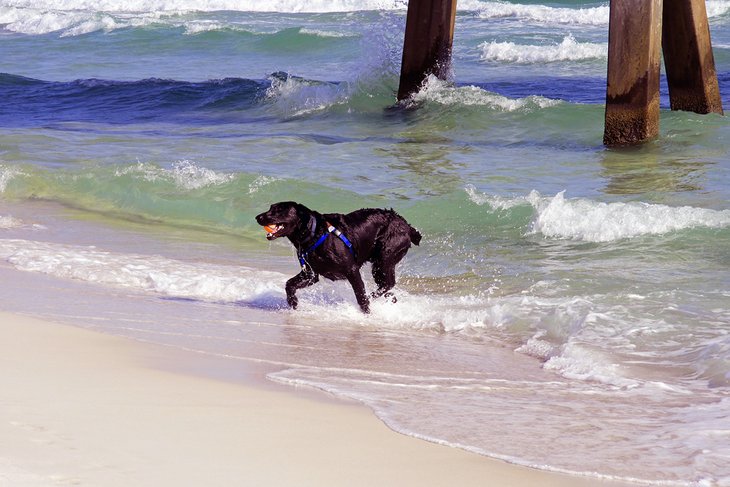 Dog playing in Panama City Beach at the Dog Beach