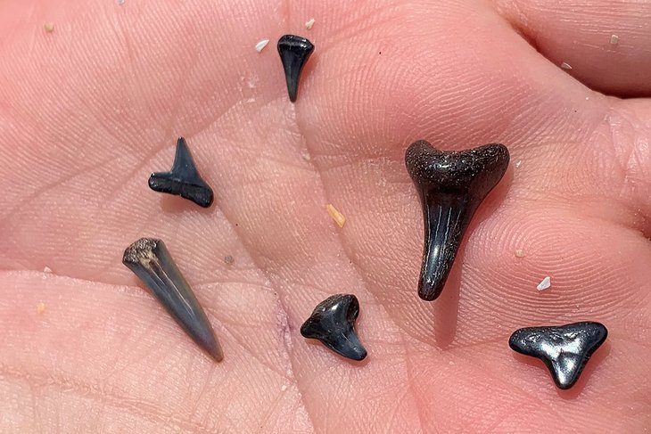 Sharks' teeth found on Ponte Vedra Beach