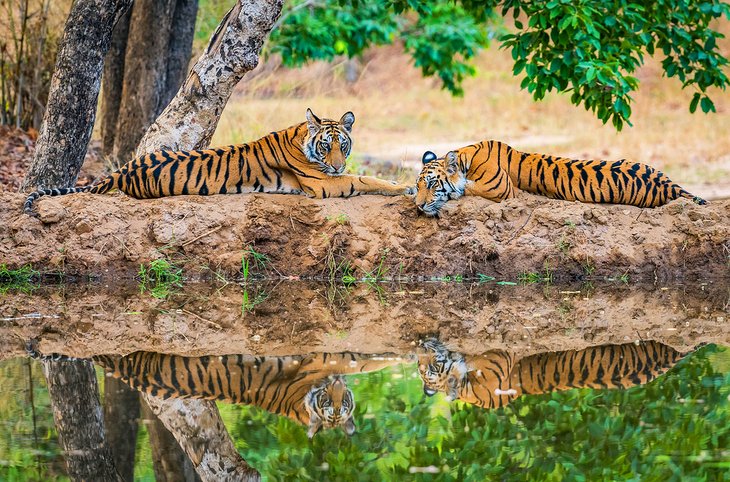 Tigers in Bandhavgarh National Park