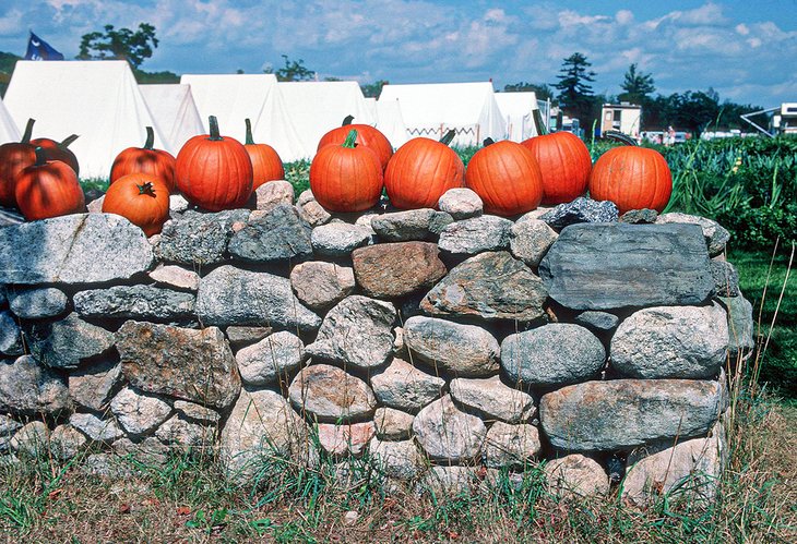 Pumpkins at the Muster Field Farm Museum