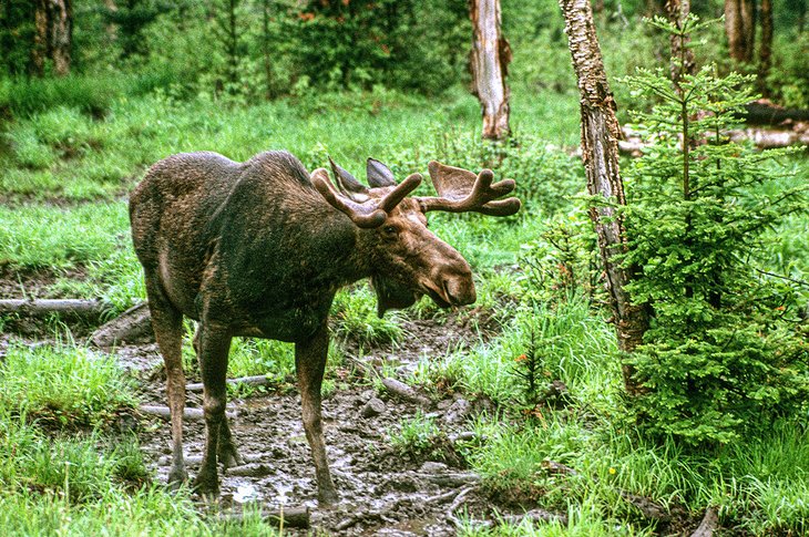 Moose in a bog