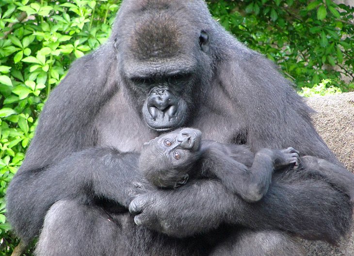 Western lowland gorillas at the Cincinnati Zoo