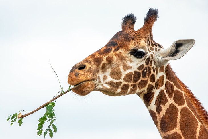 Giraffe at The Wilds