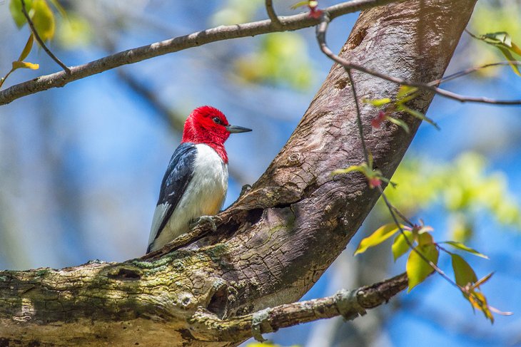 Red-headed woodpecker along the Lake Erie Birding Trail