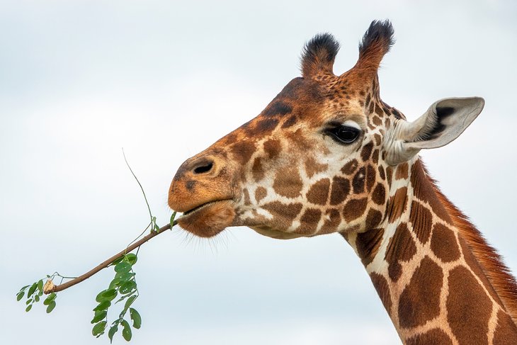 Giraffe at The Wilds