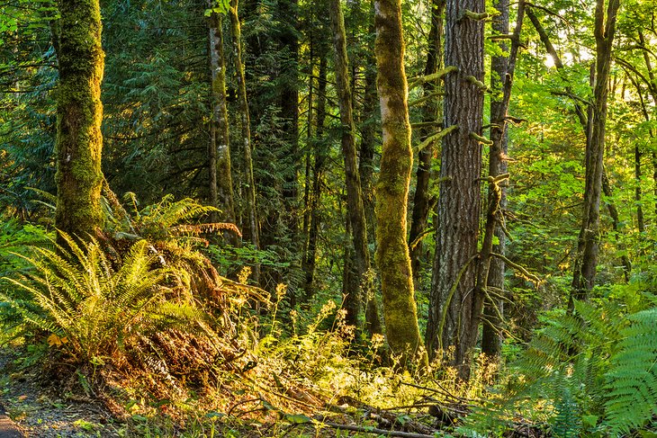 Stub Stewart State Park